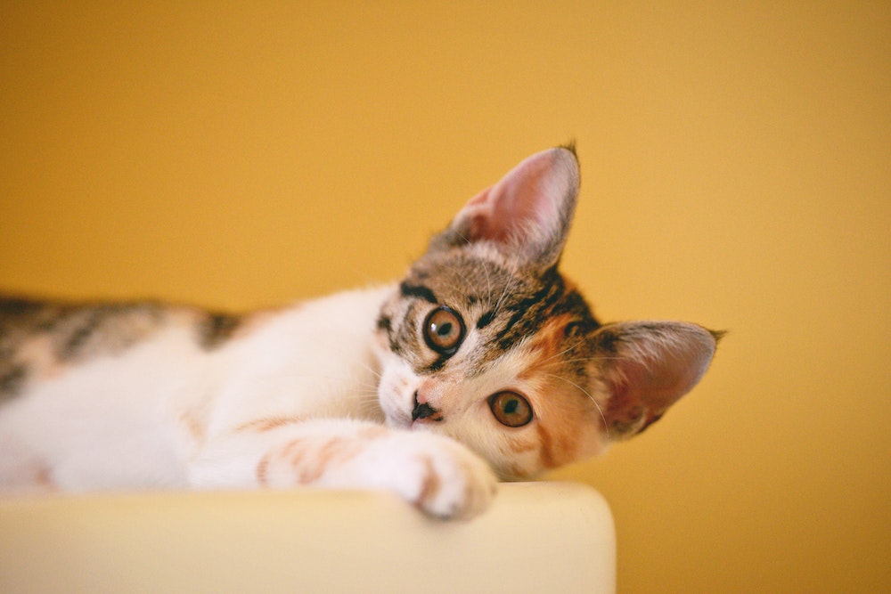 Tajemnice mowy ciała kotów: Jak interpretować ich zachowanie?