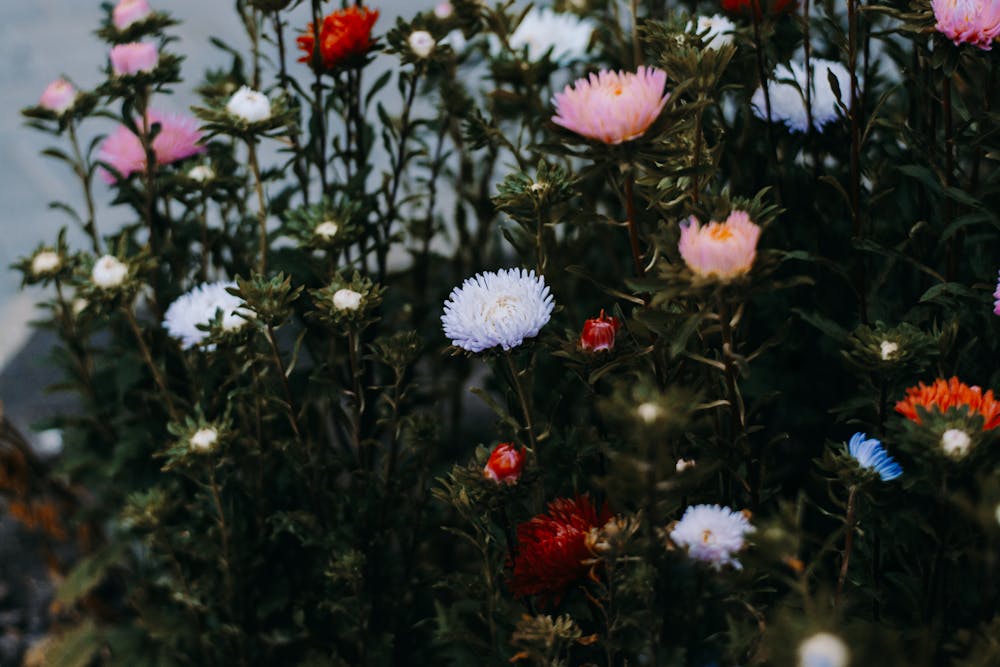 Odkryj najpiękniejsze kwiaty do ogrodu